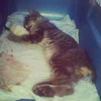 Подобрала оборванца на улице с изуродованным хвостом и лапой. Хвост ампутировали сразу, за лапу боролись 2 месяца, но безуспешно =(