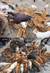 месть котоедам