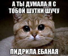 У кота сдали нервы