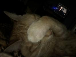 Все мужики... Коты