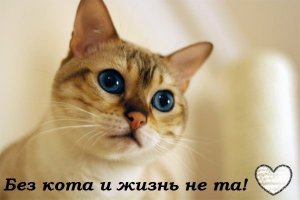 Кошачий пост