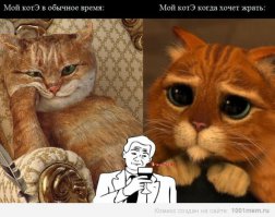 Кошачий пост