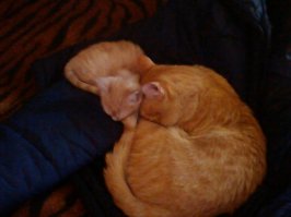 Самая дорогая порода кошек та, которая живёт с тобой