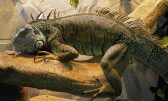 Да, они вегетарианцы, но когда они не в духе - цапнуть могут будь здоров. У меня прокусил насквозь зимнюю меховую перчатку и палец с ногтем до крови. Так что аккуратно с ними надо. Еще многое от характера зависит (у меня их два кобеля). А если гон - так это полный звиздец. Вот мой старший дракон.