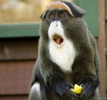 ничего дебильней чем печеньки на стенах в жизни не видел !