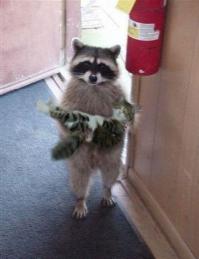 Енот как домашнее животное