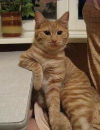 Кошачьи селфи