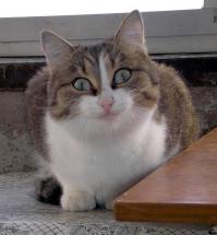 Кошачьи селфи