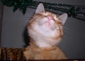 Кошачьи селфи