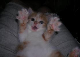 Кошачьи селфи