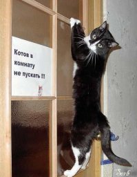 19 кошек, у которых жизненный кризис, потому что их не пускают домой