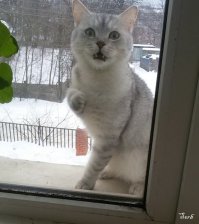 19 кошек, у которых жизненный кризис, потому что их не пускают домой