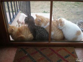 19 кошек, у которых жизненный кризис, потому что их не пускают домой