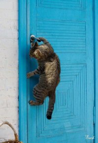 19 кошек, у которых жизненный кризис, потому что их не пускают домой