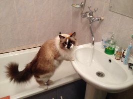 Мое "чудо"... Тоже любитель попить воды из под крана:)