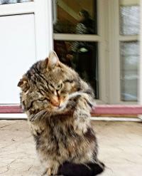 И у котов бывает печаль.