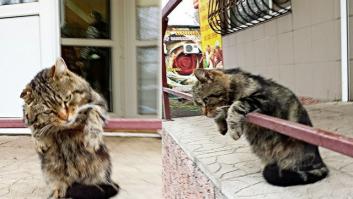 И наши киски бывают грустными