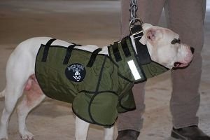 Остальные даже прокусить кожу кабана не в состоянии а когда кабан с клыками одевают защиту перед самой травлей.