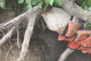  Питбули против настоящего кабана