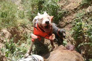  Питбули против настоящего кабана