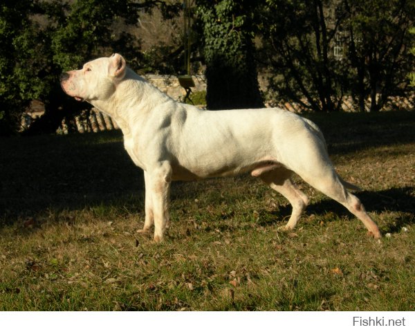 на кабана хорошо используется специальная порода 
Dogo Argentino