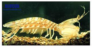 4to za bred??? Debilizm pishut!!! Eto delikotes !!! More produkt ochen vkusnii !!
Po russki ne znaiu kak nazivaetsia , a v Italii nazivajut Panocchie !!