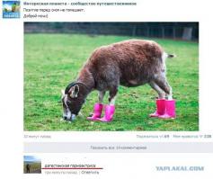  Картинки со смешными подписями