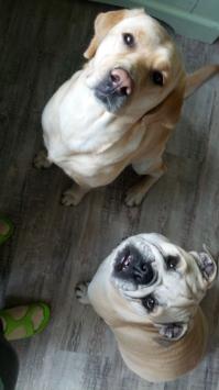 Moi Shotlandka i Anglicianka