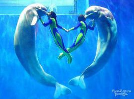  Интересные факты о дельфинах