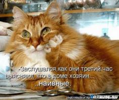 Животные, которые не сомневаются в своей крутости