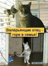 Правила хорошего кота