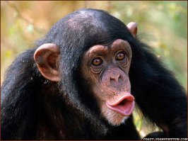 Одна из лучших фоток американского презика