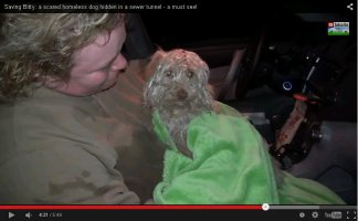 Такое ощущение, что здесь пёс "говорит" глазами