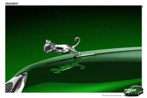 Как мой кот ездит на дачу