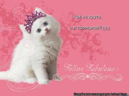 15 причин завести котика