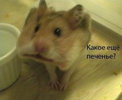 Сладкие котики
