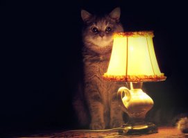 Он на фоксе.