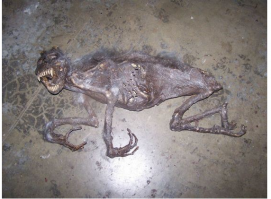 Дохлая обезьяна.Бабуин или павиан.