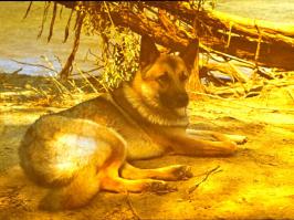 Фото волченка и недовольного волка - не мои. Двухмесячный Джой был рыжий, фото
волка дает представление о том, что Чуров в этих выборах - не помошник.
 На третьем фото - я мой друг Гоша и Джой