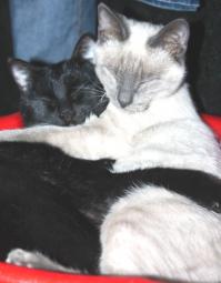 10 признаков кошачьей любви