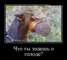 По осторожней надо с ними , у них теперь большой процент бешенства ! А всё из-за....