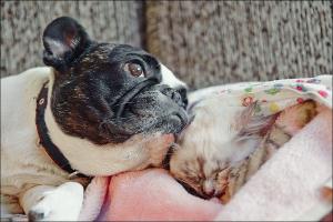 грустно... тем временем у меня на диване.