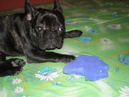 мой булька, съевший мочалку)