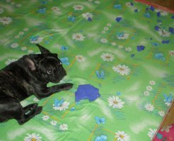 Мой Спарк в молодости. Не, это не я сожрал мочалку :-)