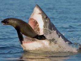 Полностью поддерживаю. Но в свете того что "люди" делают с дельфинами, так и хочется сказать, вот почему они спасают? Акул мне всегда было жалко, цифры тому доказательство - более 100млн акул убивают в год. Кстати в СССР в Абхазии дельфины были промысловыми. Люди, что вы делаете? Как можно убивать такую красоту? Кстати о тех кого дельфины спасли возле берегов Новой Зеландии, не факт, что акула "Обязательно их убила" Акулы просто любопытны.