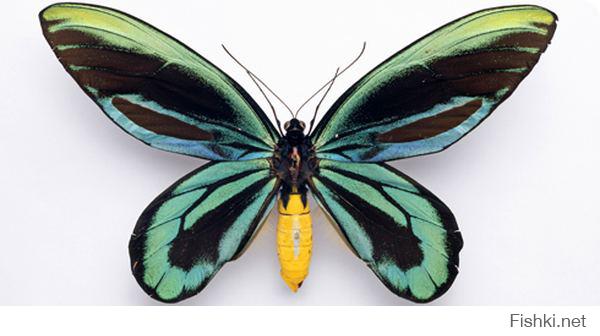 Птицекрыл королевы Александры, самая крупная дневная бабочка, конкурент Атласа, который в принципе ночная.