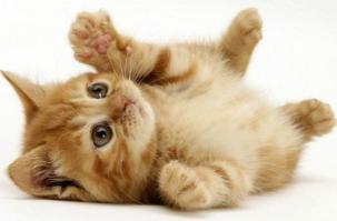 Интересные факты про рыжих