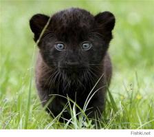 Уникальный черный тигренок без полосок