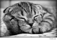 Малыши крепко спят