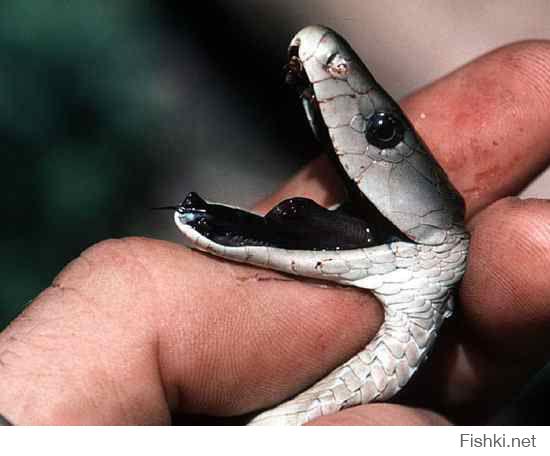 Это тоже страшная змея, черная мамба, но ее можно одной рукой удержать, а на эту мощь несколько человек потребуется.